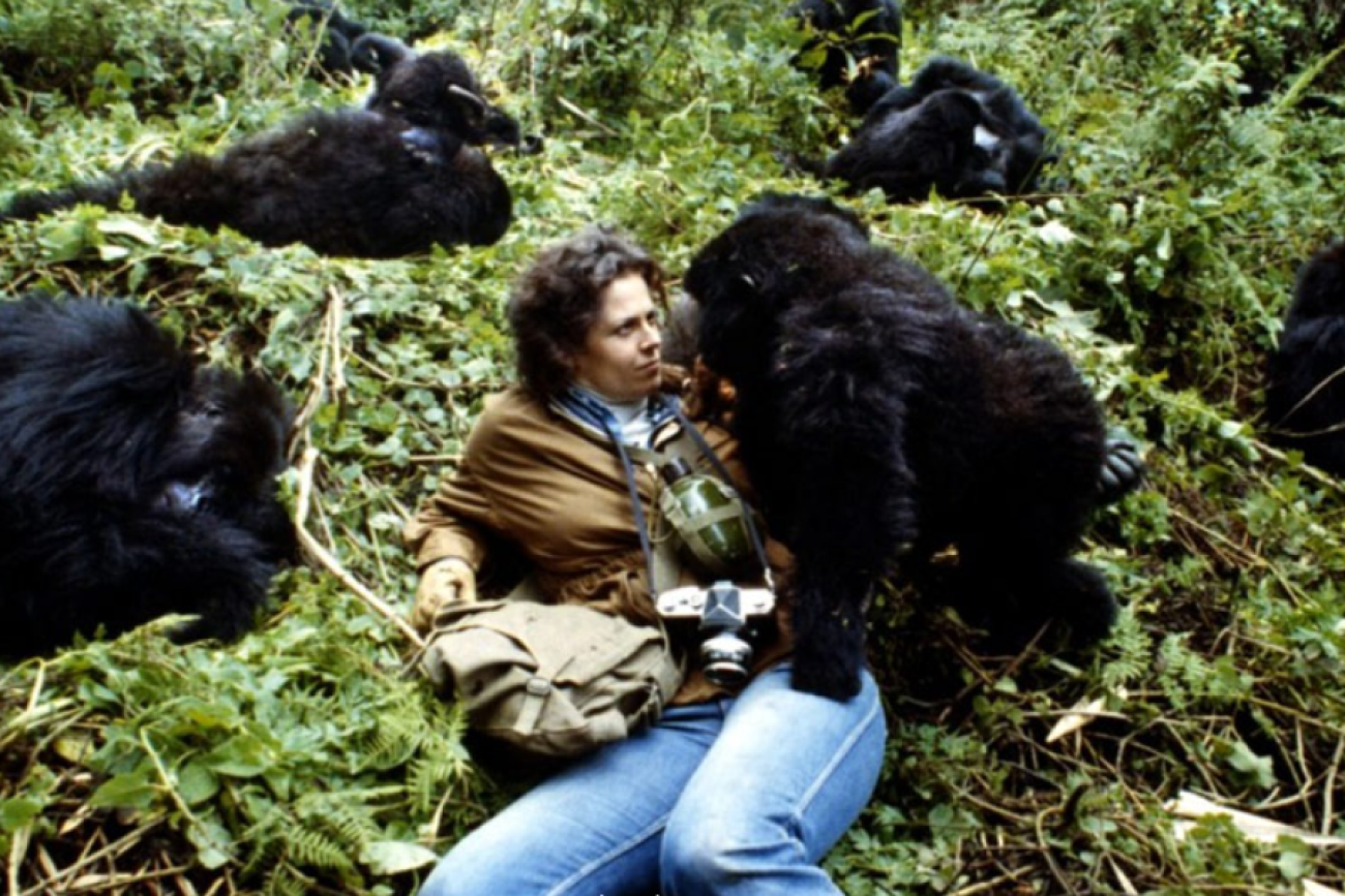 "Goryle we mgle" – jeden z najsmutniejszych filmów o zwierzętach