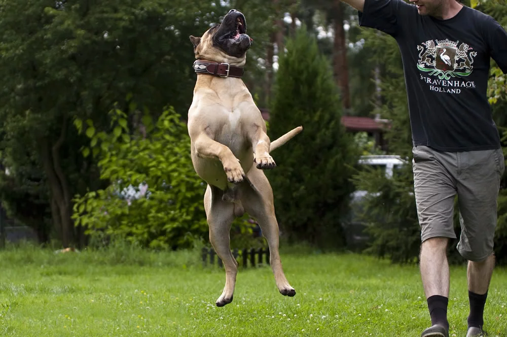 Dog kanaryjski - rasa psów, na którą w Polsce trzeba mieć zezwolenie Dog kanaryjski