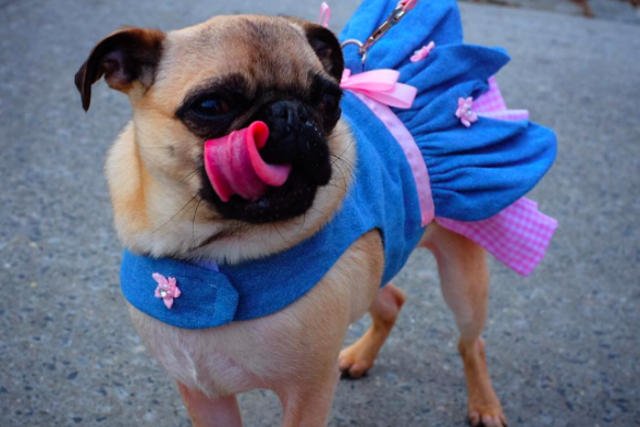 W szafie Mabel można znaleźć stroje w różnych stylach. Od rockowego po styl księżniczki.