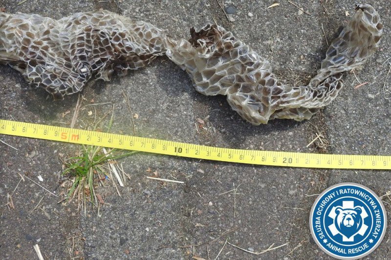 W sobotę znaleziono wylinkę pytona tygrysiego nad Wisłą.