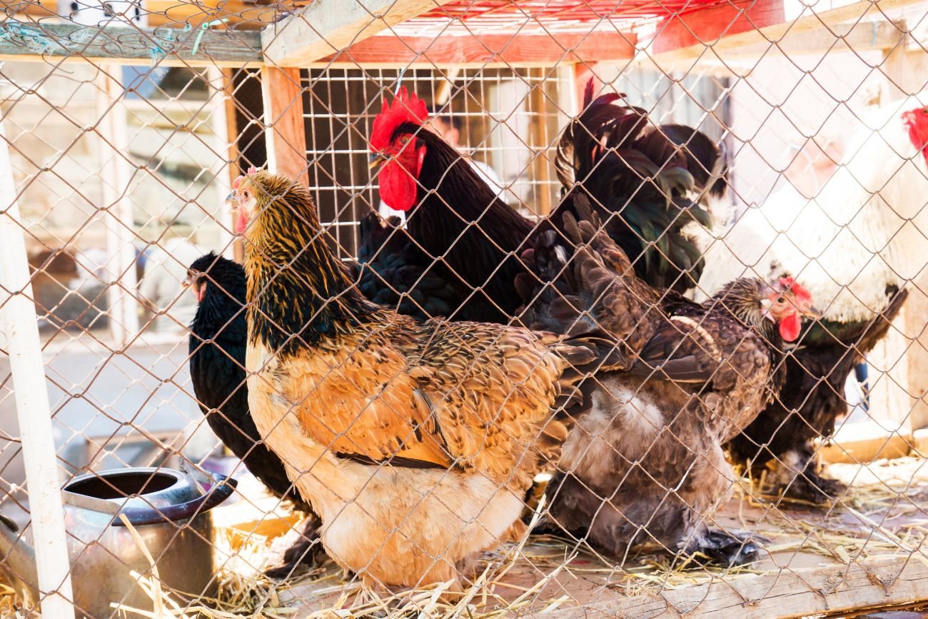 Zakaz chowu klatkowego.