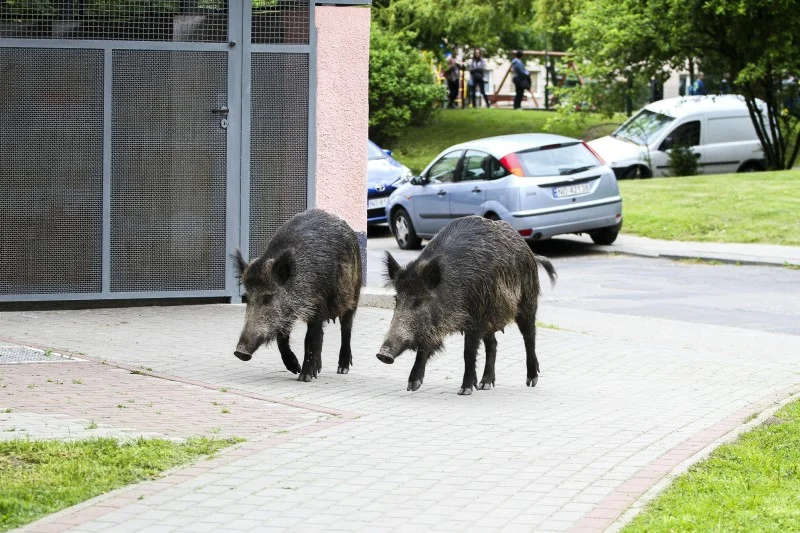 Dziki w Krakowie to poważny problem