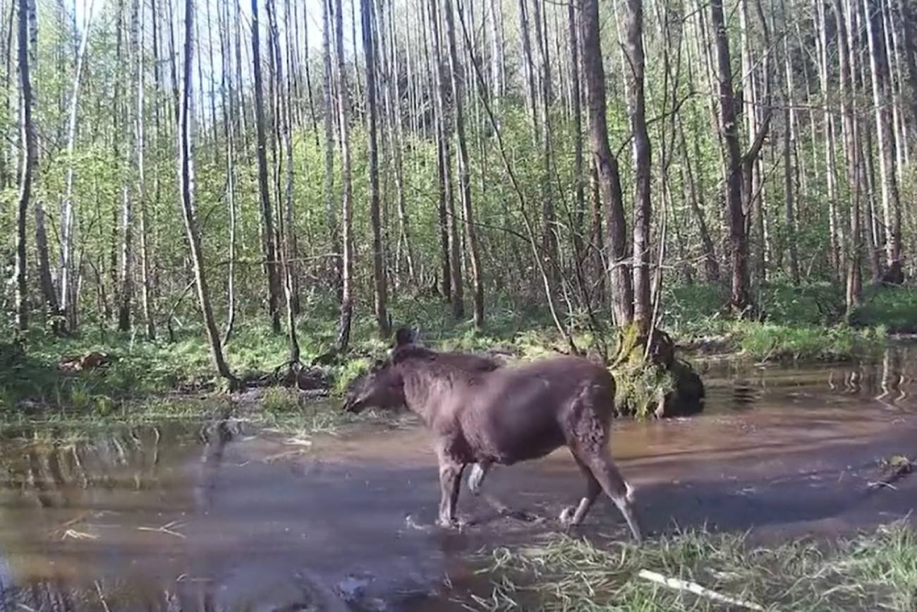 Fotopułapka w Nadleśnictwie Dojlidy przyłapała łosia na dziwnym zachowaniu