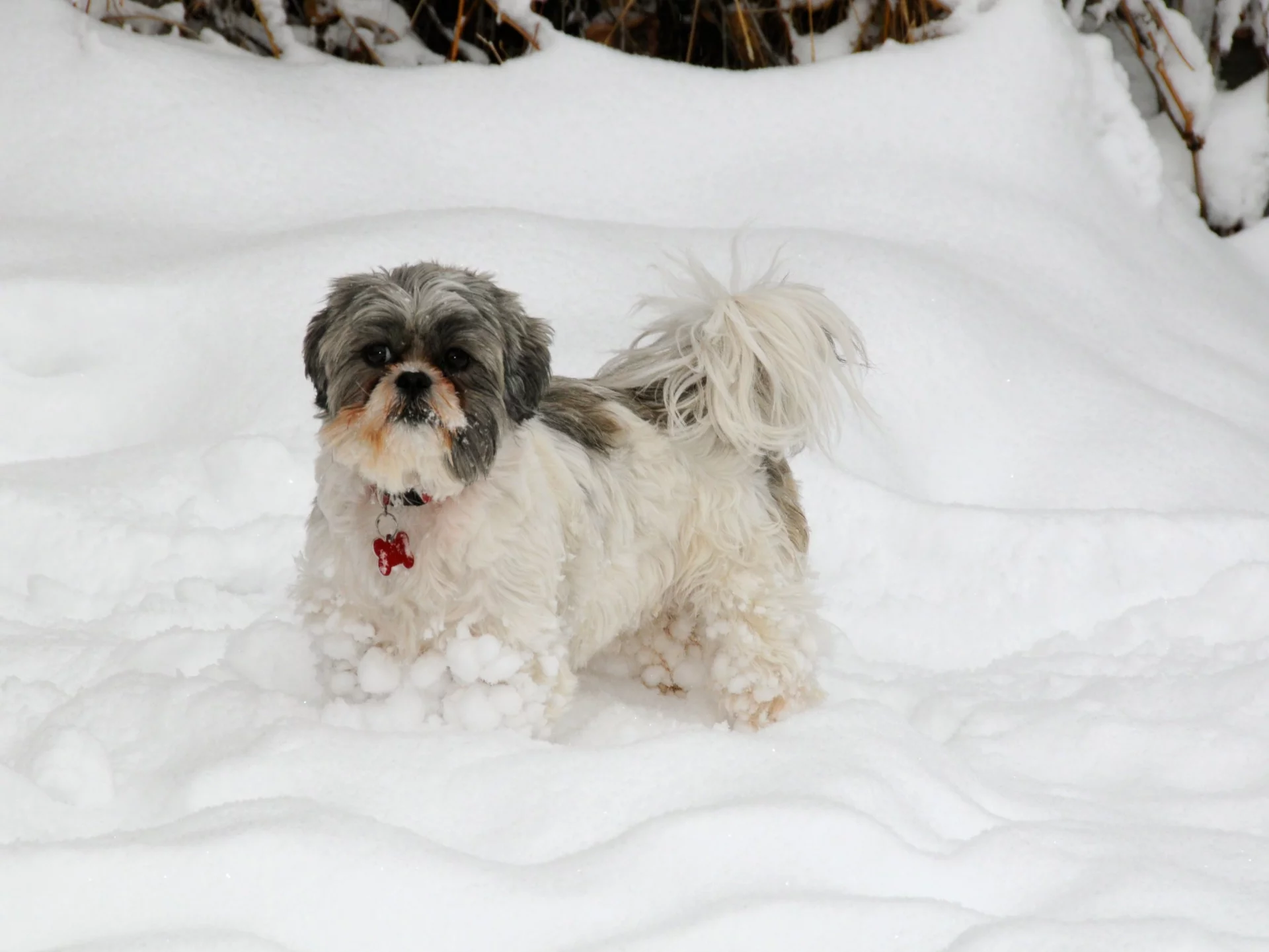 Shih Tzu