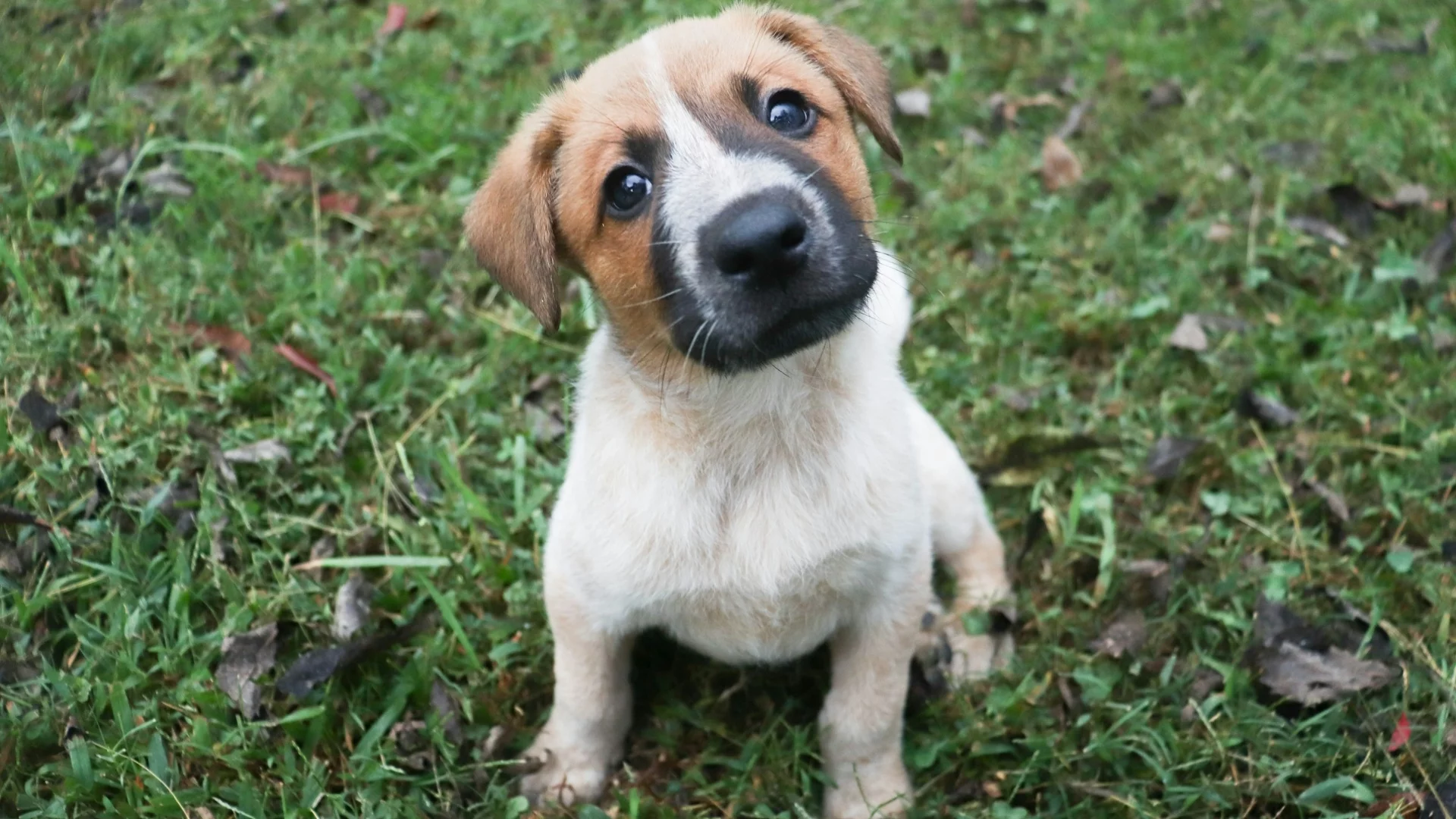 Wiele psów przekrzywia głowę, gdy opiekunowie do nich mówią. Okazuje się, że powód takiego zachowania jest często bardziej prozaiczny.