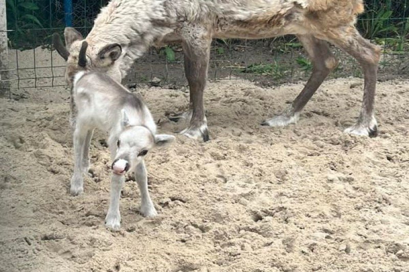 Mała reniferka nie ma imienia