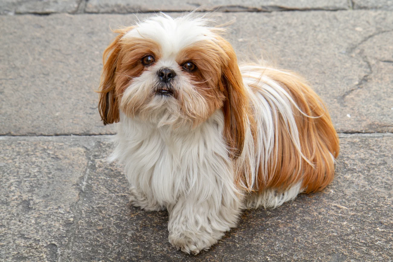 Shih tzu na chodniku