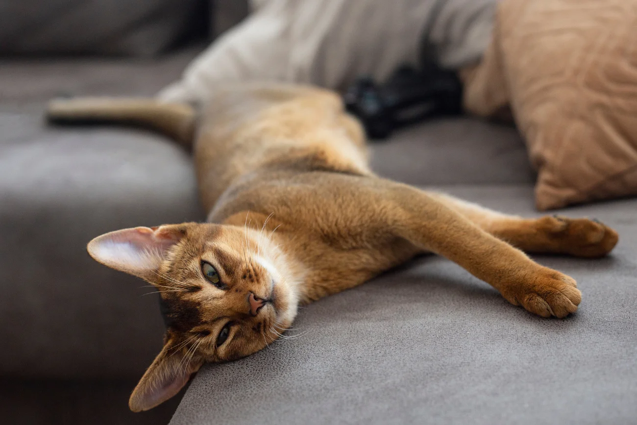 Najbardziej towarzyskie rasy kotów Abyssinian