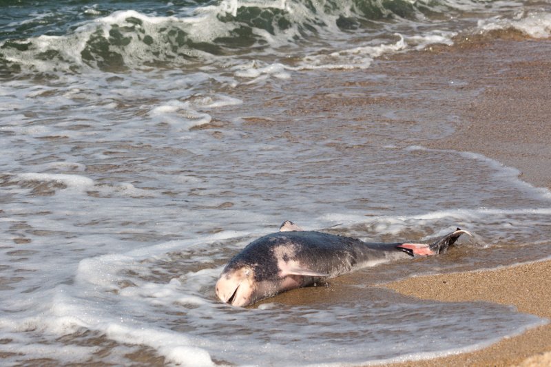 U wybrzeży Toskanii znaleziono 32 martwe delfiny i dwa inne walenie.