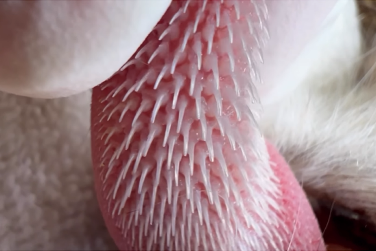 Język kota z bliska wygląda trochę przerażająco