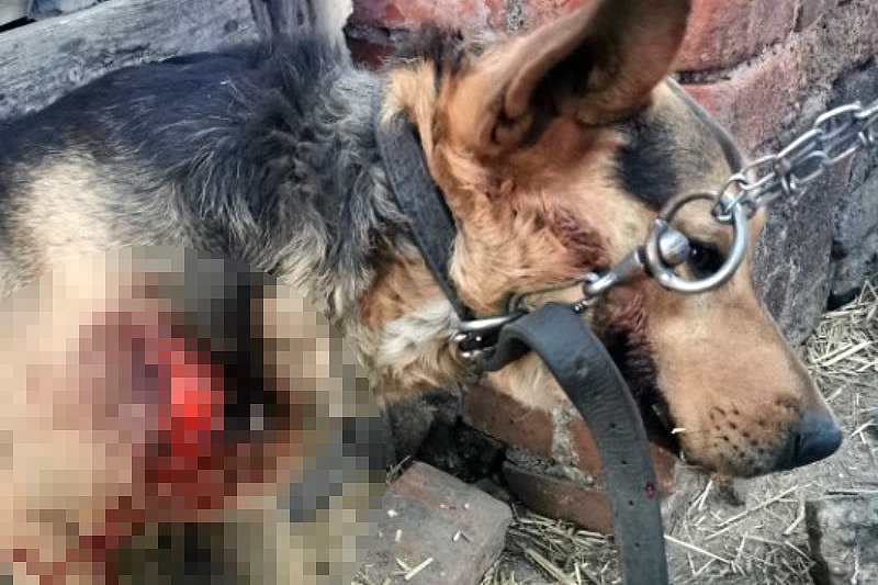 Schronisko zbiera pieniądze na leczenie psa. Teresa M., sołtys Wirek, ciągnęła psa za samochodem. Usłyszy zarzut.