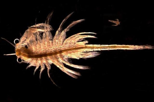 Gatunek Artemia monica