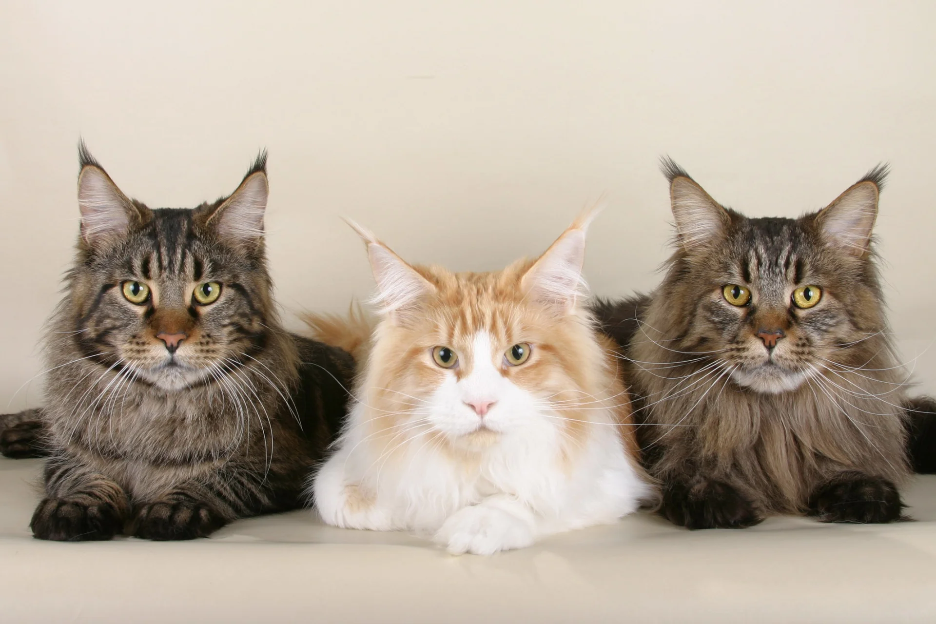 Koty rasy maine coon