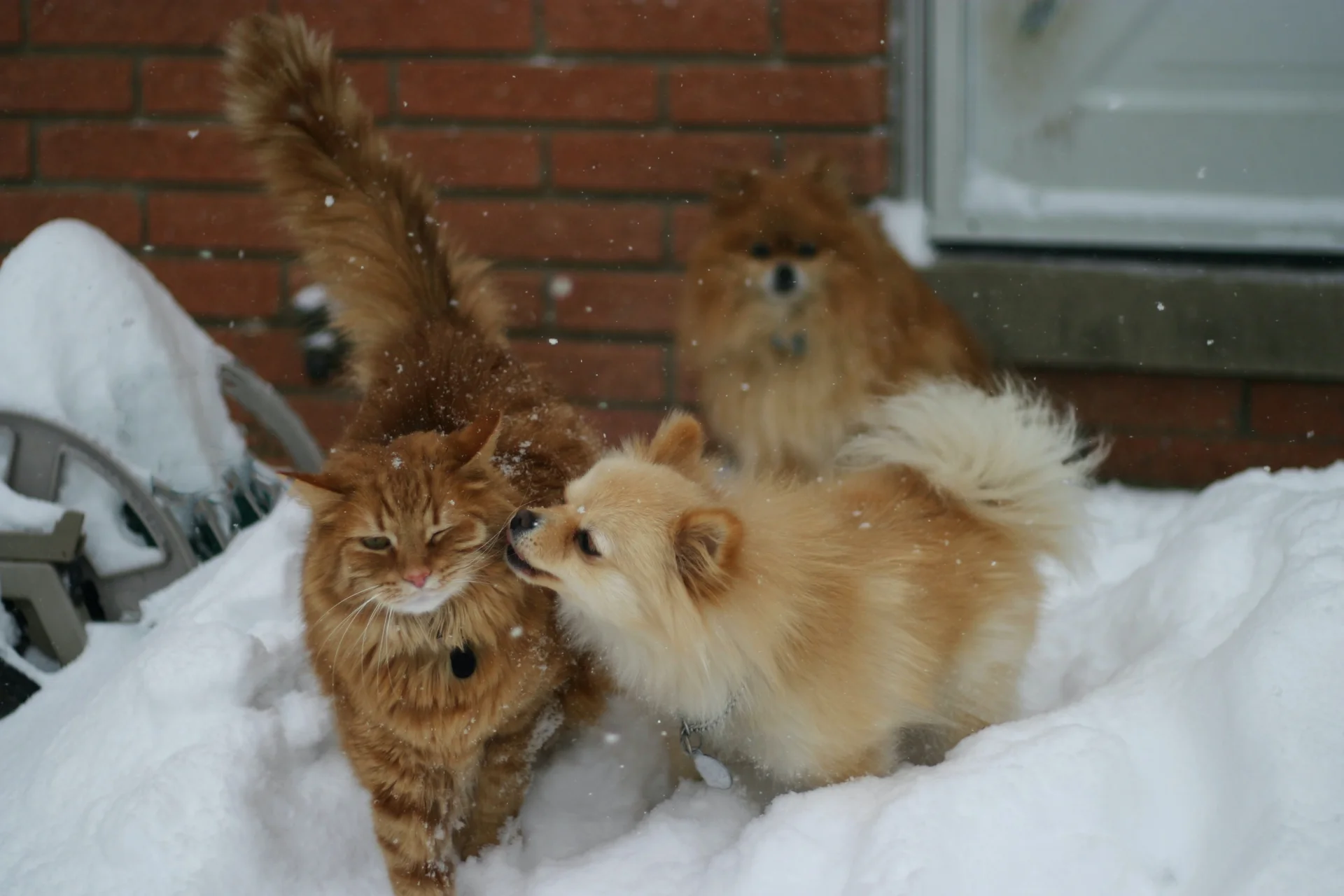 Pomeranian