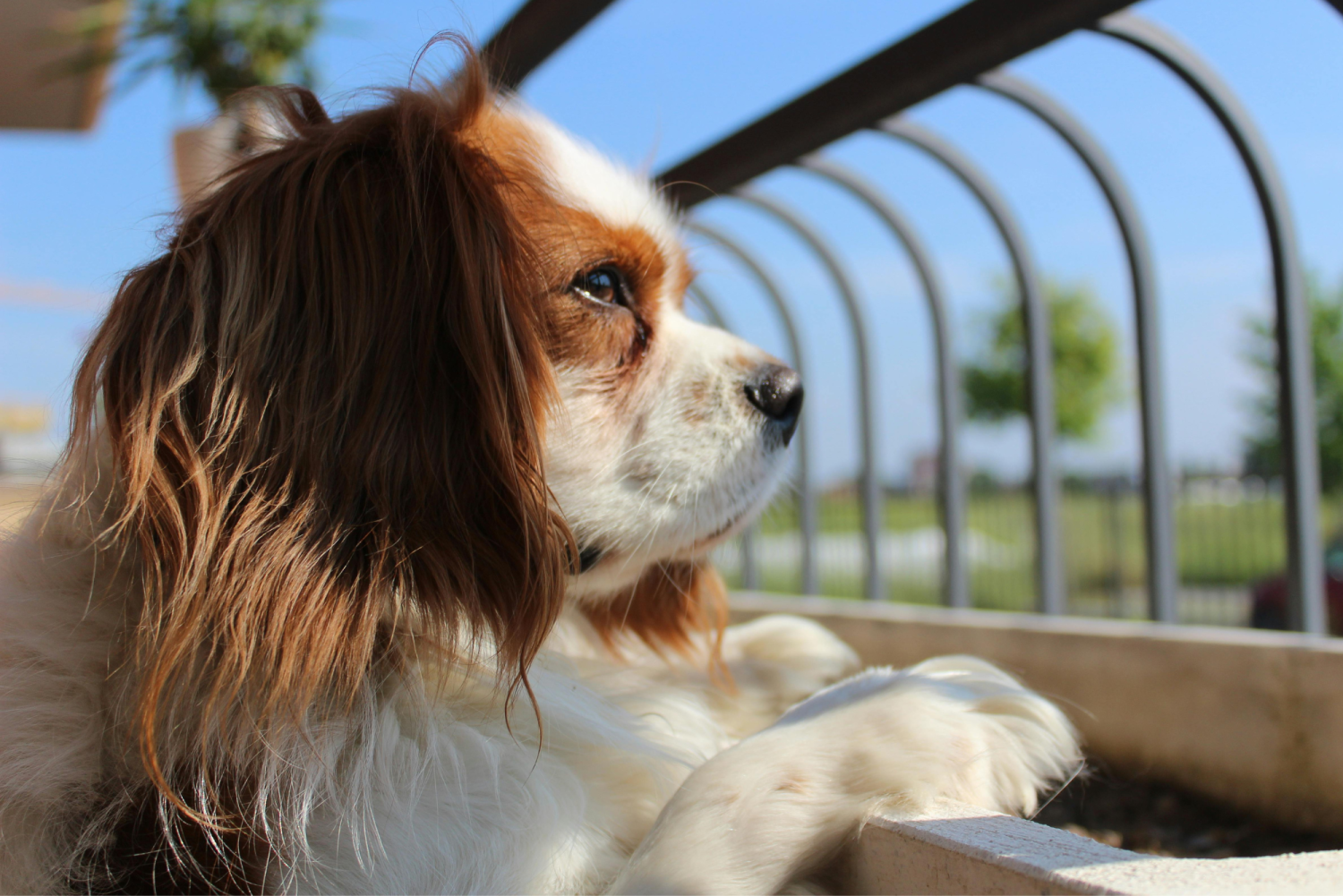 Cavalier King Charles Spaniel