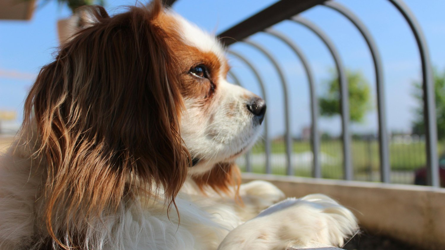 Cavalier King Charles Spaniel