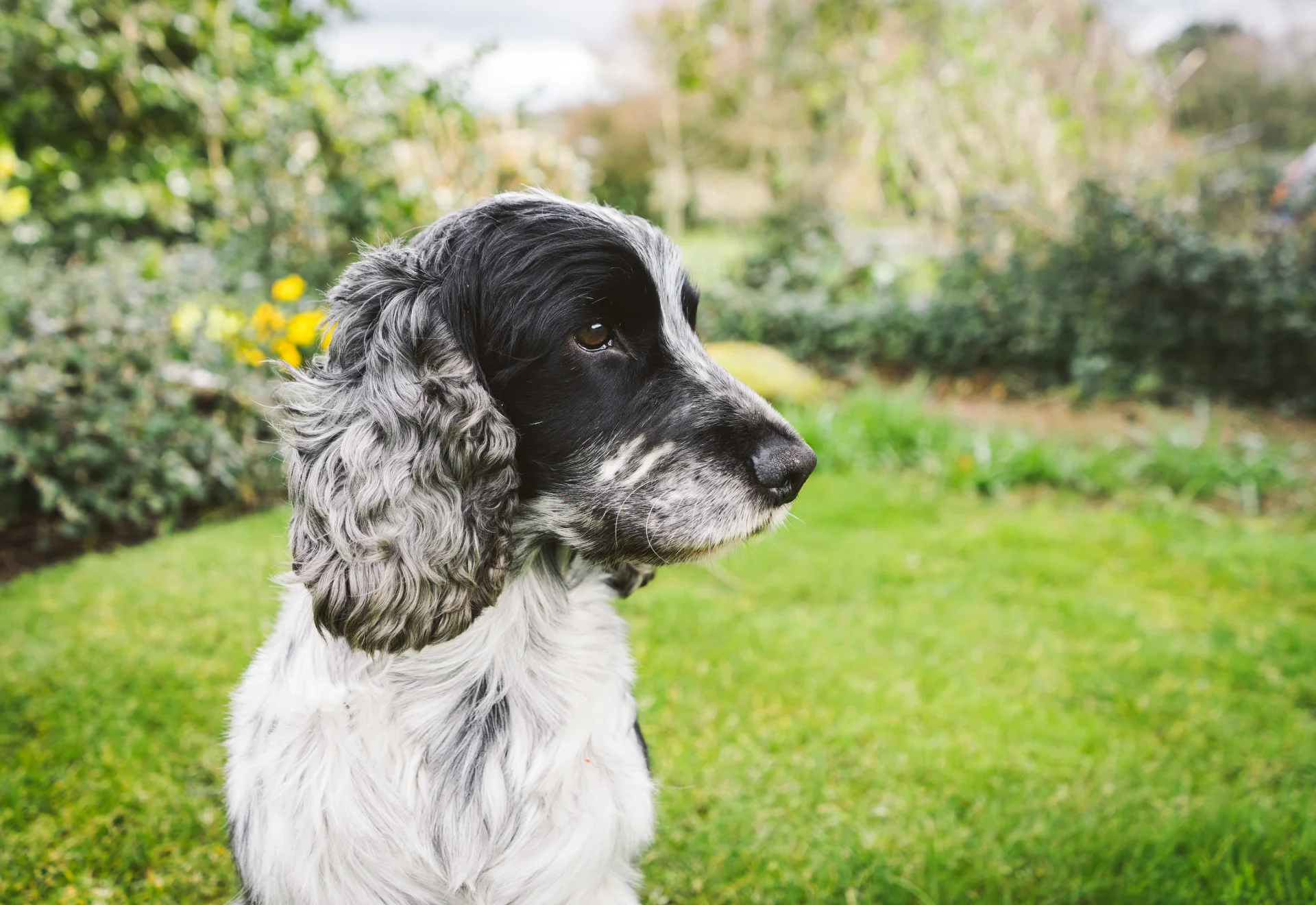 Cocker Spaniel - pies myśliwski