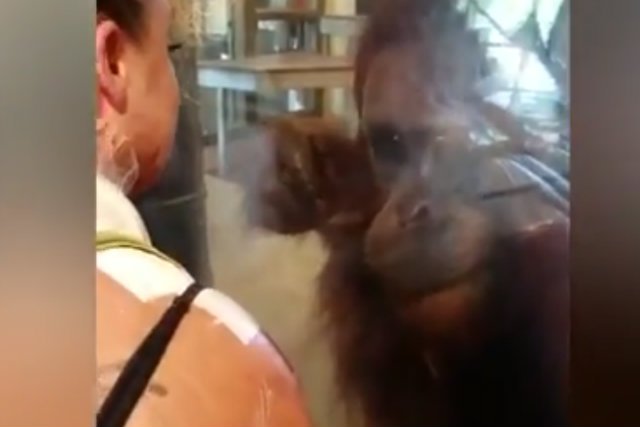 Zdziwiony orangutan z niedowierzaniem przygląda się ranom kobiety.