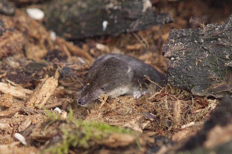 Ryjówka aksamitna – jeden z trzech jadowitych ssaków w Polsce