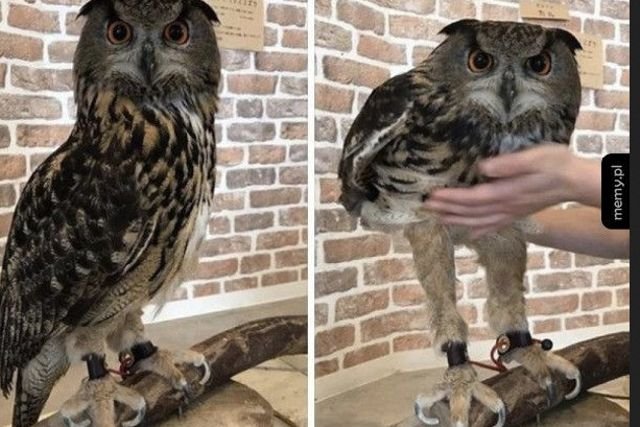 Szok i niedowierzanie. Sowy mają nogi jak modelki!