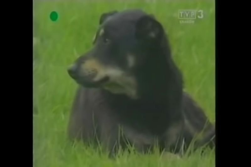 Pies Dżok z Krakowa na rondzie Grunwaldzkim