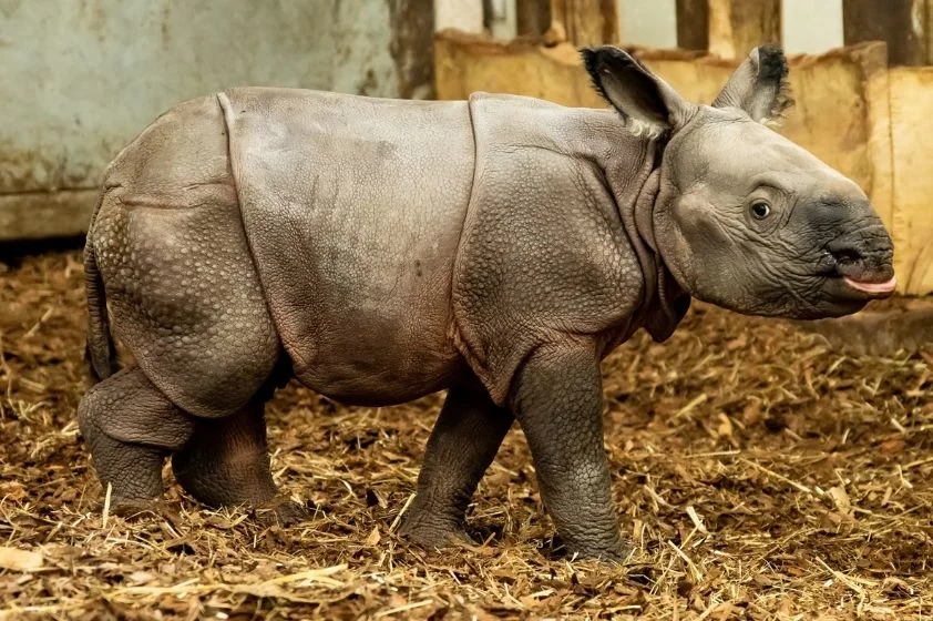 Nosorożec urodził się we wrocławskim ZOO. Sensacyjne narodziny [FOTOGRAFIE]