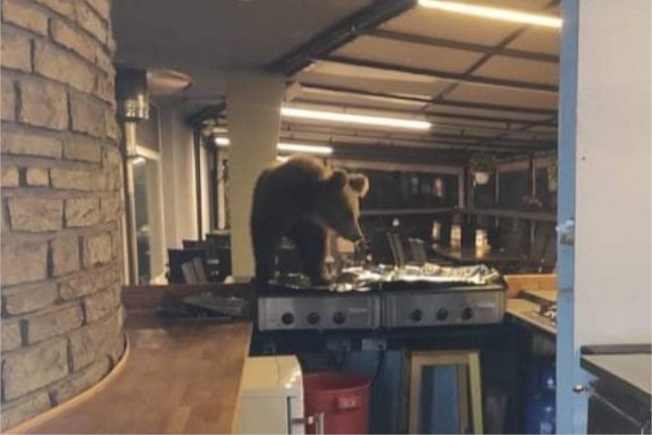 Niedźwiedź wszedł do restauracji hotelowej na Słowacji.