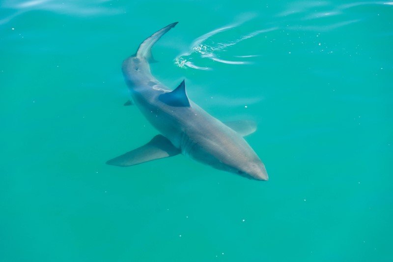 W Morzu Śródziemnym występują rekiny