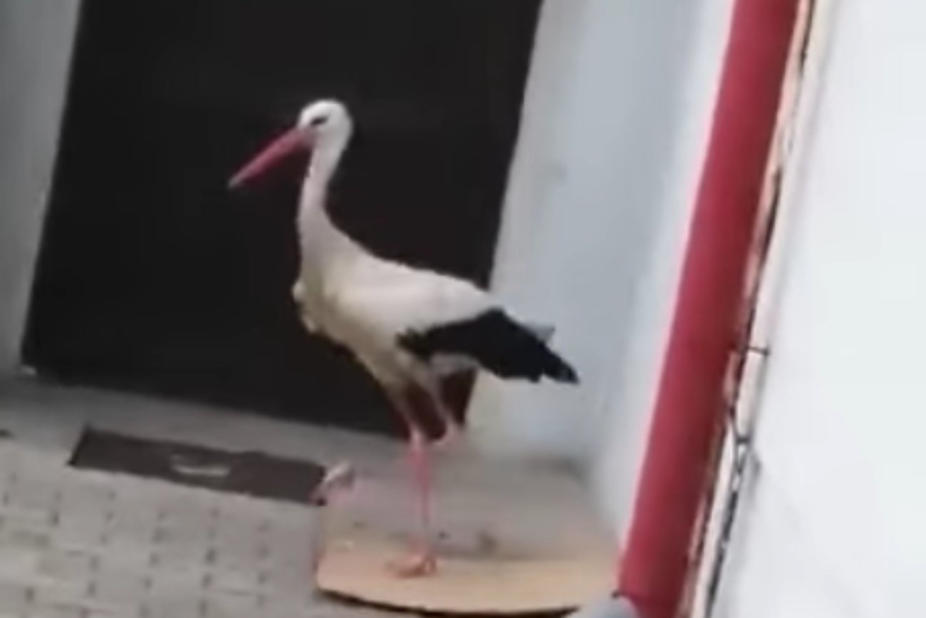 Bocian zrobił raban pod Urzędem Gminy w Spytkowicach. Wójt, Mariusz Krystian udostępnił wideo