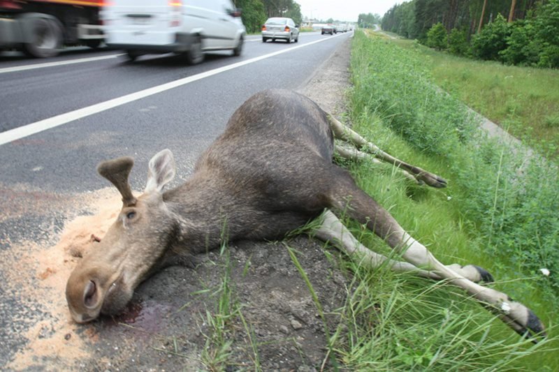 Zdarza się, że ludzie zabierają do domu potrącone zwierzęta