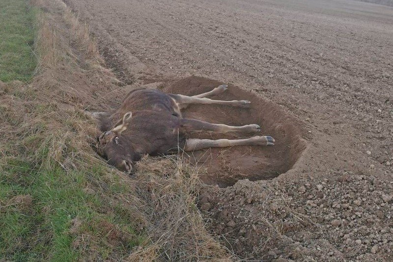 Umierający łoś w Geniuszach