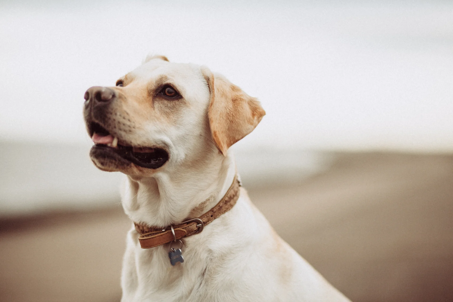 Labrador Retriever - pies myśliwski