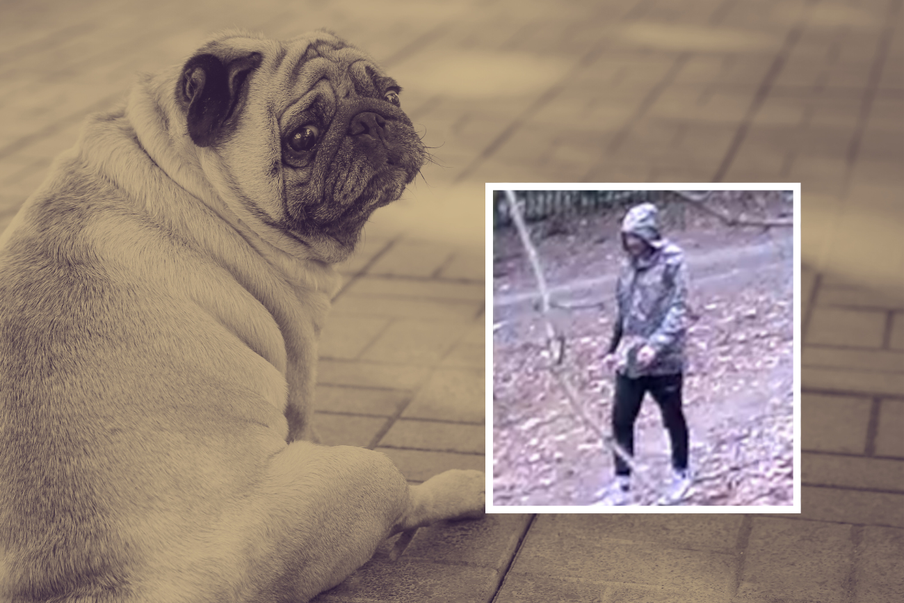 Kolaż: smutny mops, poszukiwany mężczyzna