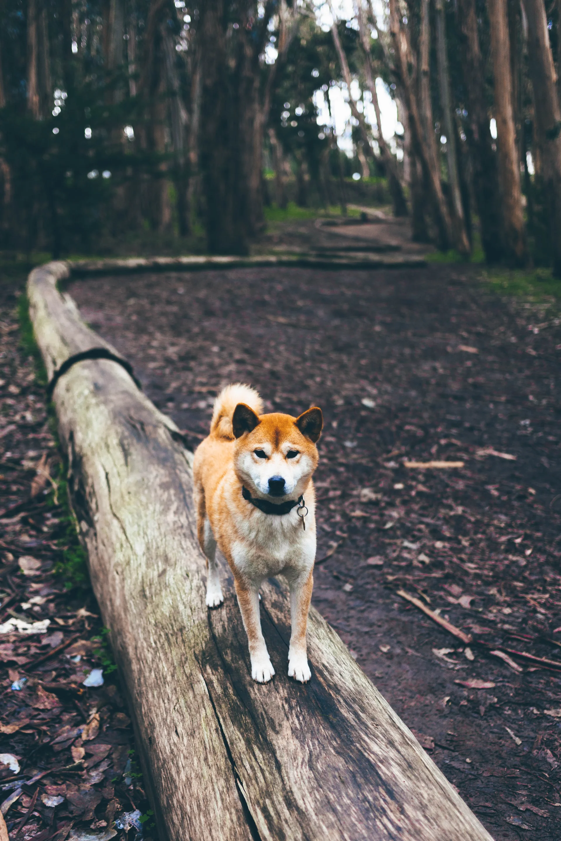 Shiba-inu