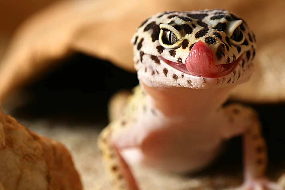 Gekon lamparci (Eublepharis macularius)