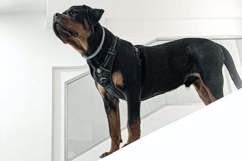 10-miesięczne dziecko zagryzione przez dwa rottweilery. Ojciec wyszedł tylko na kilka minut