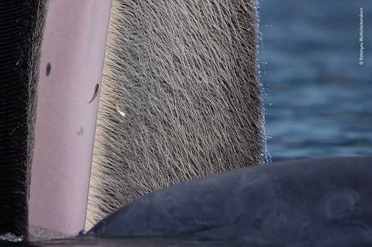 Katanyou Wuttichaitanakorn, "The Beauty of Baleen” - zwycięzca kategorii wiekowej 15-17 lat