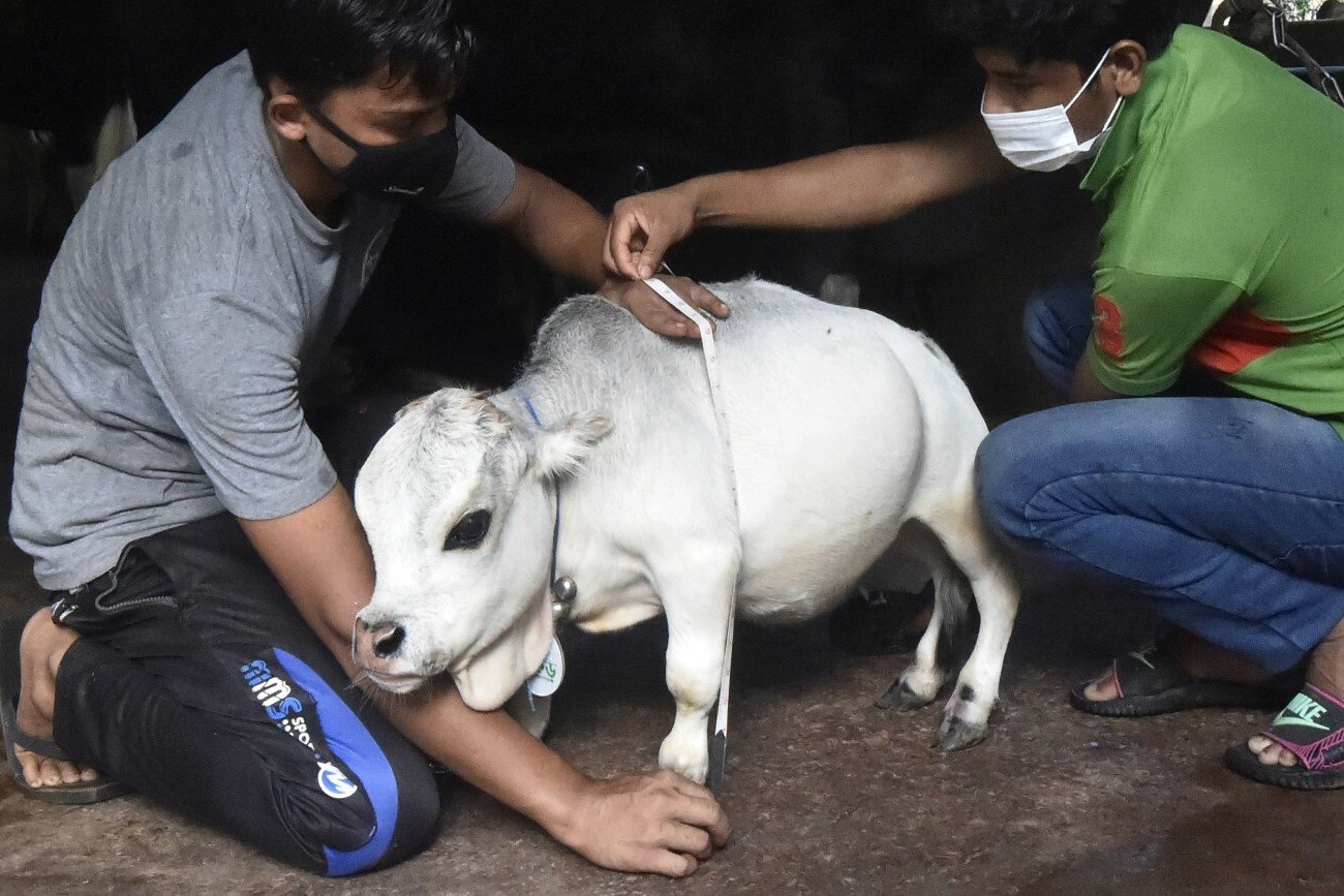 Rani – najmniejsza krowa świata