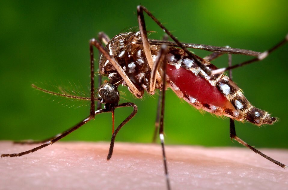 Komar tygrysi (Aedes albopticus) jest już w Europie. Obecność tego niebezpiecznego dla człowieka gatunku potwierdzono w Holandii.