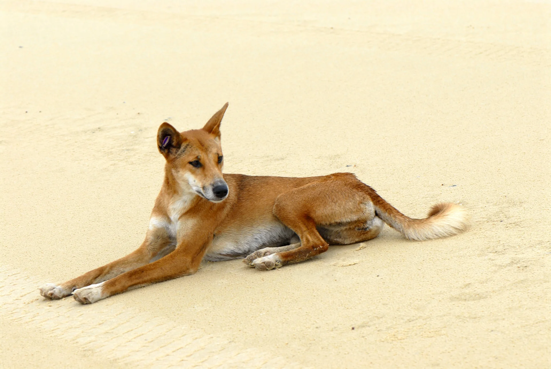 Dingo australijski – jeden z naturalnych wrogów kangura Dingo australijski – jeden z naturalnych wrogów kangura