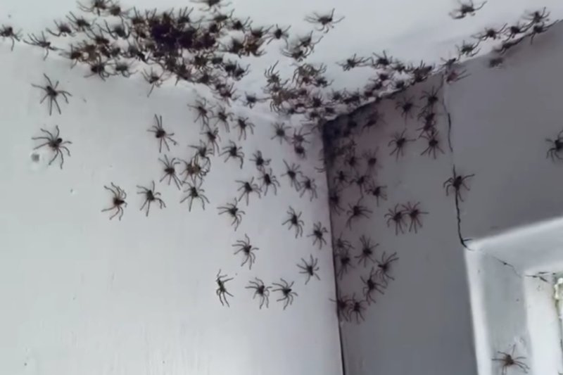 Inwazja pająków w Australii.