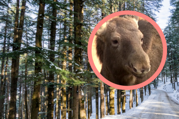 Roczny łoś porzucony w lesie przez człowieka Roczny łoś, las zimą
