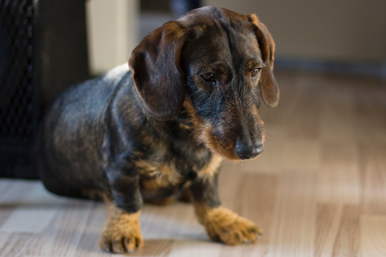 Depresja u psa istnieje naprawdę? Rozpoznaj objawy i pomóc swojemu pupilowi