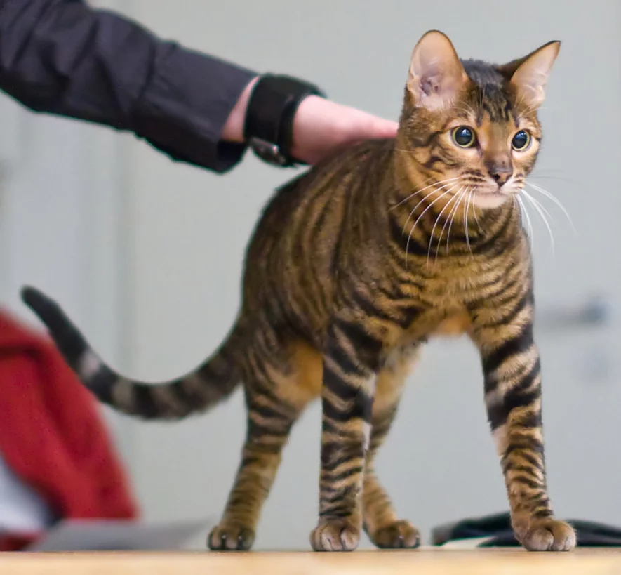 Toyger Toyger