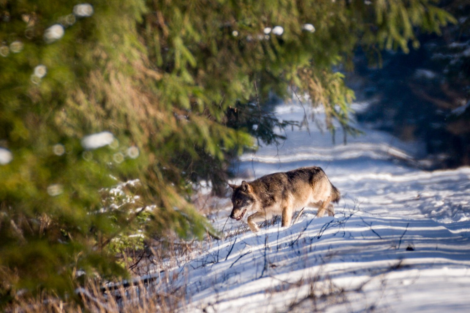 Wilki szare są w Bawarii pod ochroną, ale ich los jest jeszcze bardziej niepewny niż dotychczas.