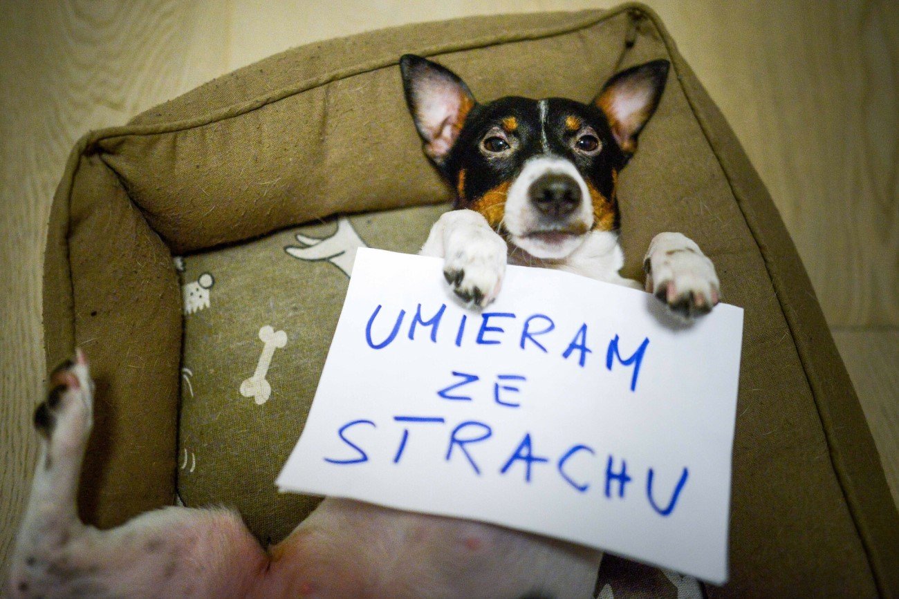 Sylwester to dla psów prawdziwy dramat