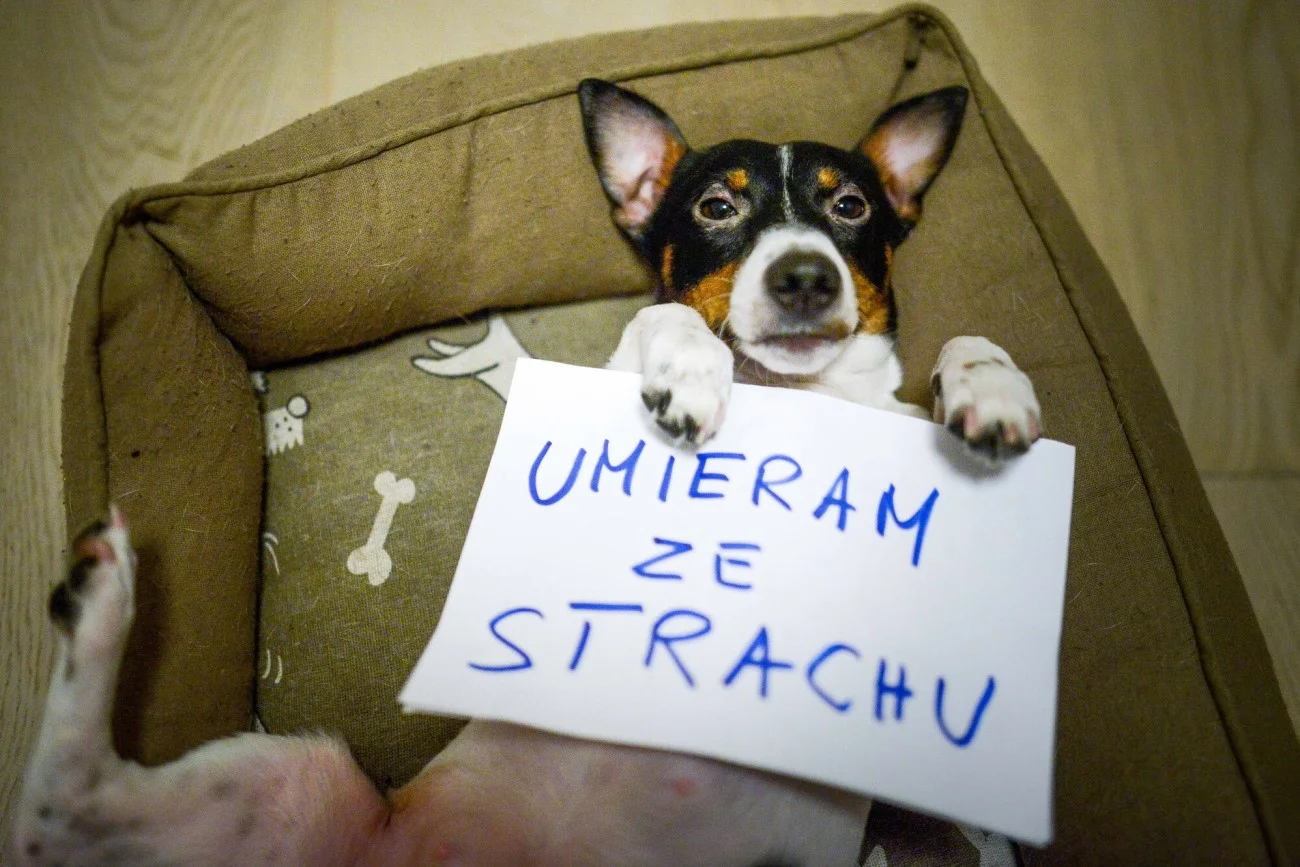 Sylwester to dla psów prawdziwy dramat