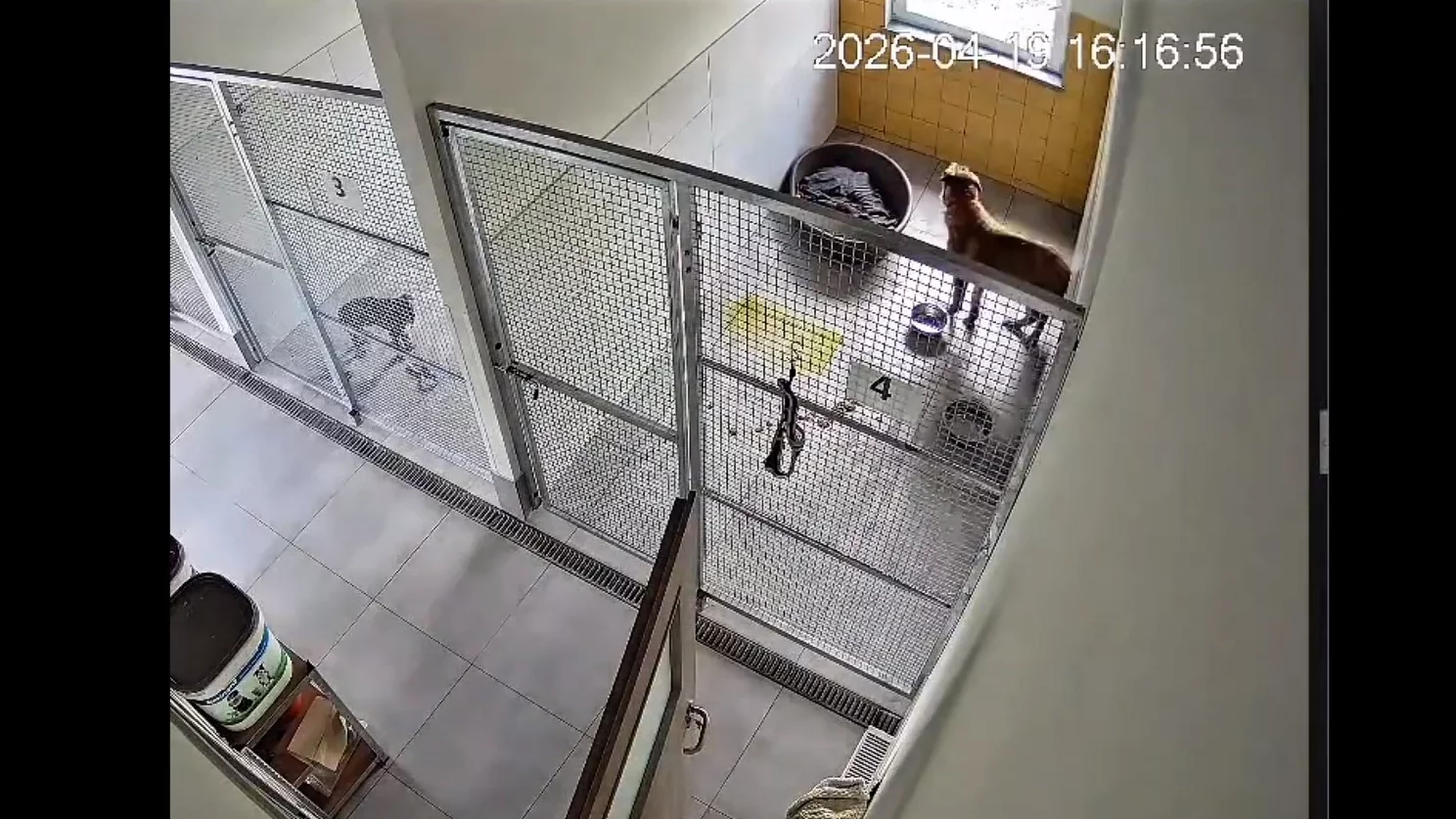 Pies Bruno, wykazując się sprytem i pomysłowością, uciekł ze schroniska "Miluszków" w Pile-Leszkowie po trwającej 25 minut akcji otwarcia okna.