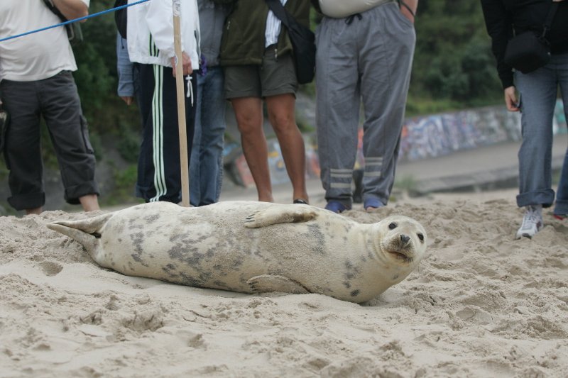 To słynna foka Depka, która urodziła się 2004 roku w fokarium na Helu. Została wypuszczona do Bałtyku, ale wróciła na wybrzeże. Ostatni raz była widziana w Niechorzu w 2007 roku.
