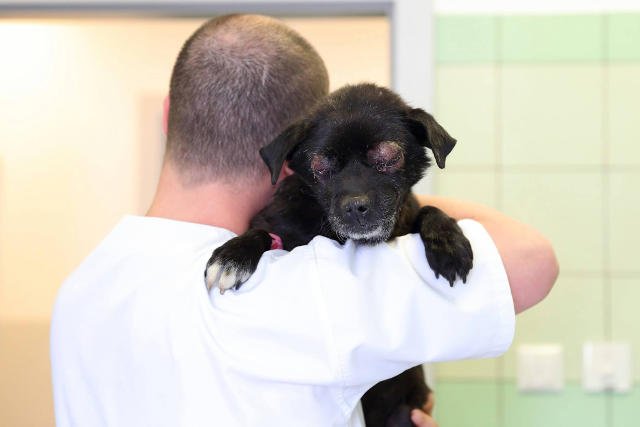 Kto odpowiada za bestialskie potraktowanie Oczka?